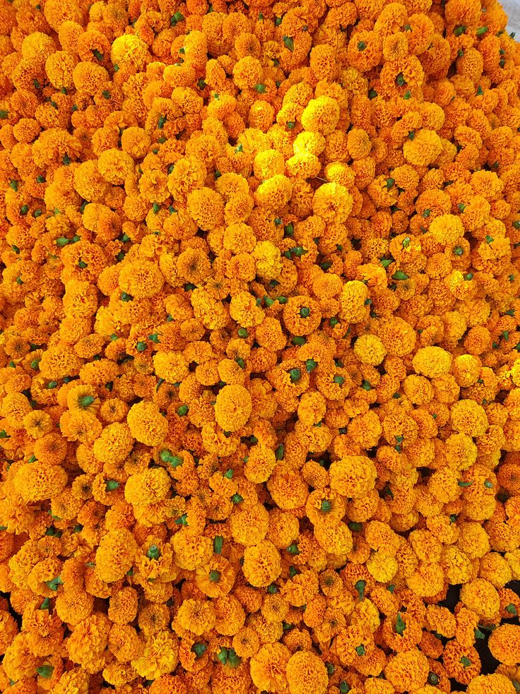 Sayapatri Flowers for Tihar