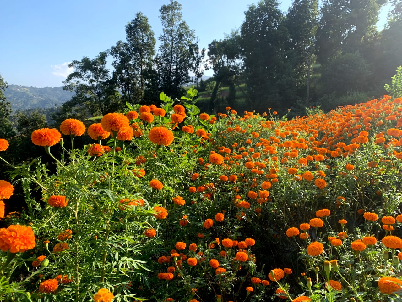 Sustainable Flower Farming Practices